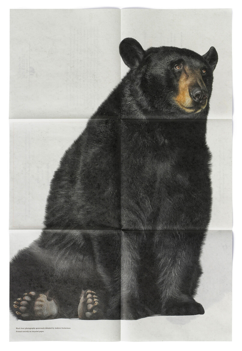 Black bear printed on open 6-panel newsprint